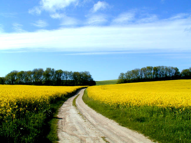 Schneewitz in Lohme auf R�gen